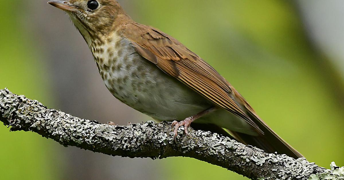 Swainson's thrush