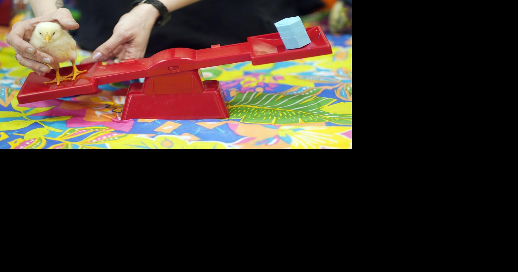 Newly hatched baby chicks are more than just a science lesson for these