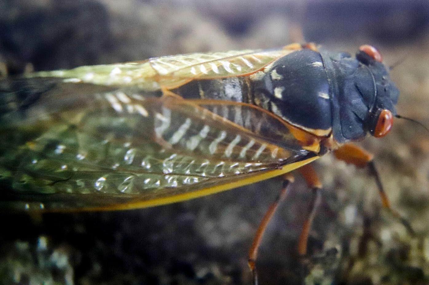 Noisy insect crossword