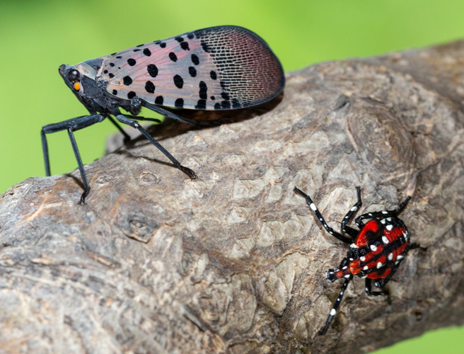 Lanternfly adult and nymph on branch