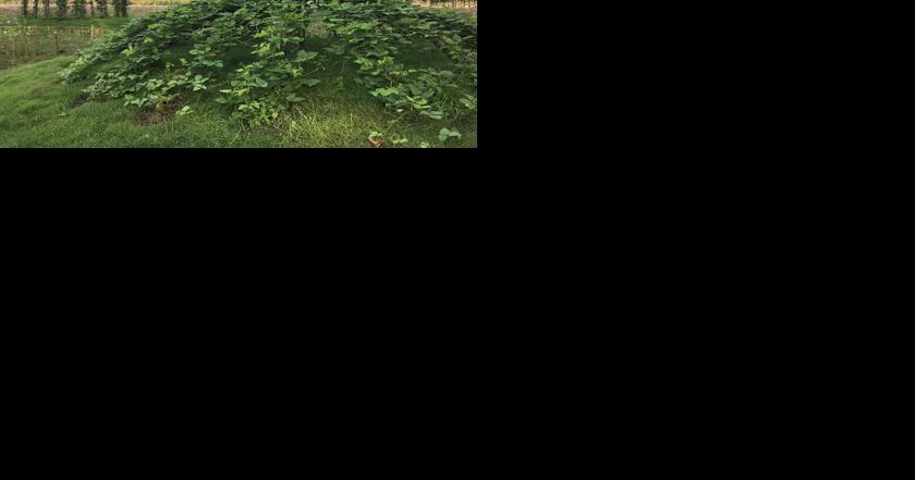 Hancock Shaker Village to open first major exhibition of contemporary Asian art on May 30 - Vimarsana News