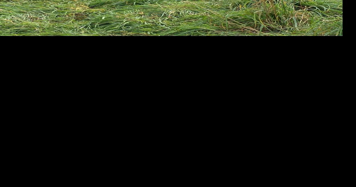 River Run Farm chicken coop photo