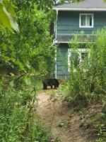 Gene Chague: Habituated bears, odds and ends and a follow-up to Nahant