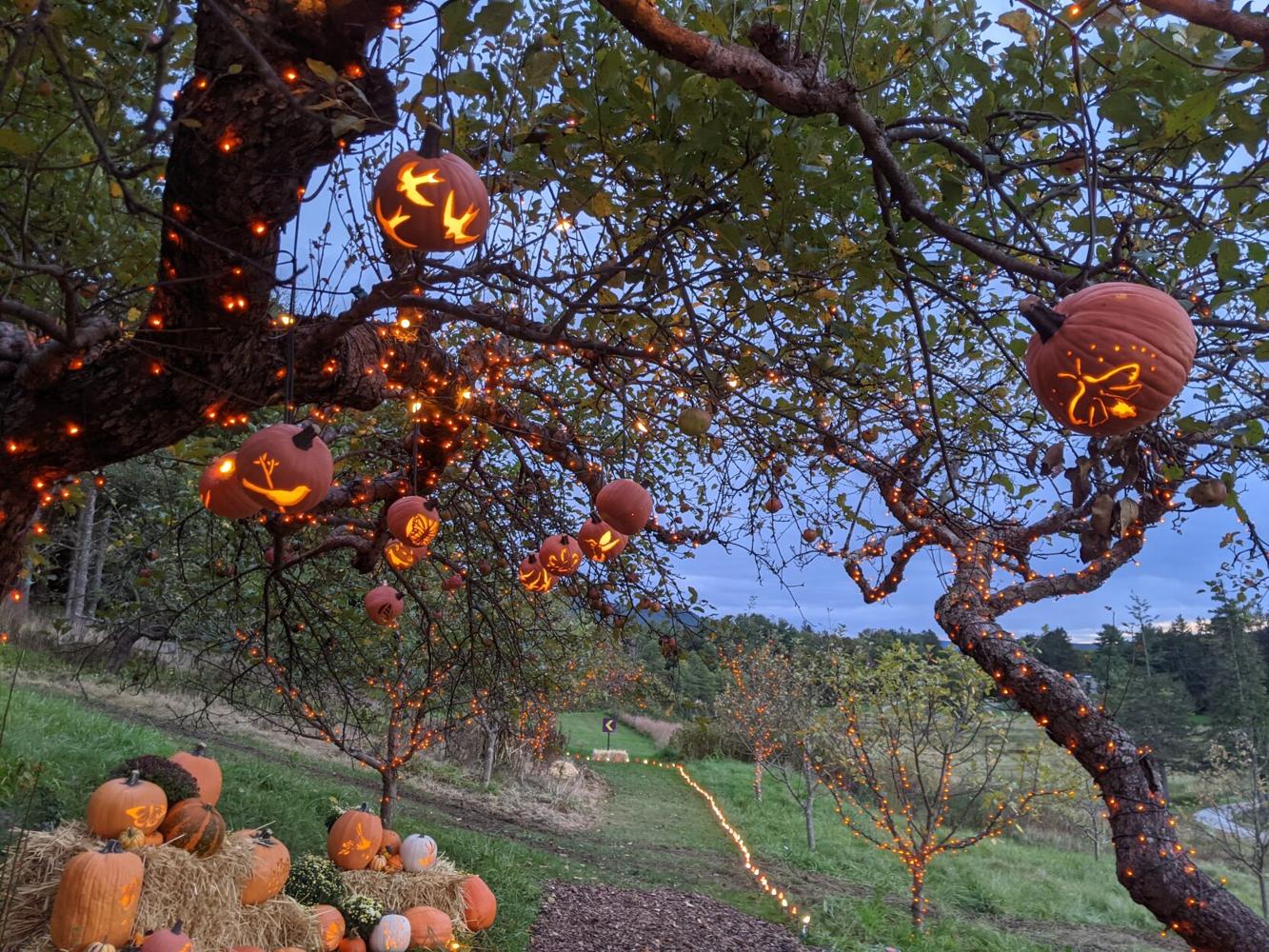 Photos Piles of carved pumpkins await you at the Incredible Naumkeag
