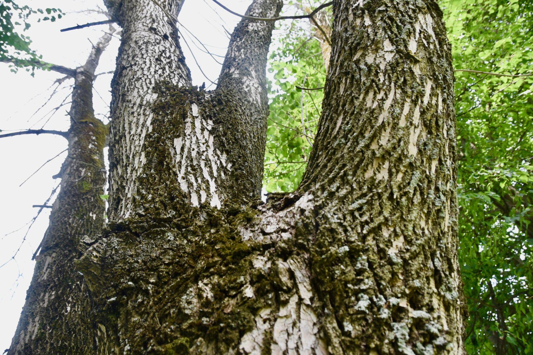 The emerald ash borer is killing millions of ash trees. A new