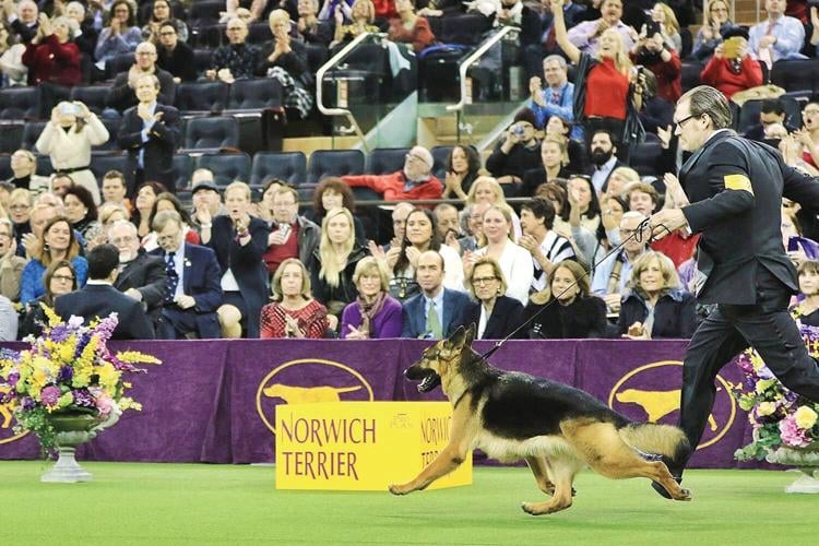 Berkshire resident to judge at Westminster Kennel Club Dog Show