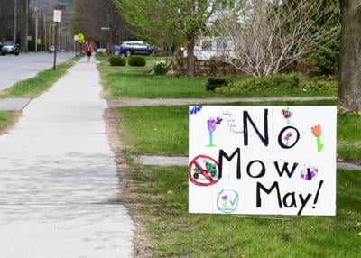 No Mow May sign on a lawn in Williamstown