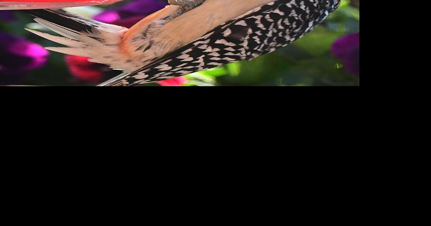 Hummingbird nectar becomes the hottest meal in the neighborhood