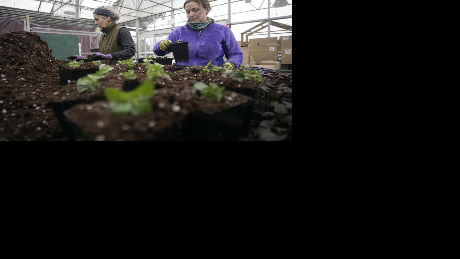 Berkshires garden centers, house providers get hopping | Sponsored