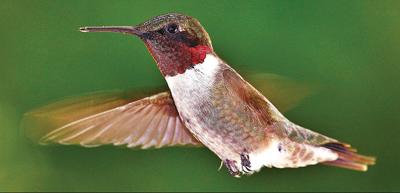 Thom Smith Keep Feeding Those Hungry Hummingbirds Outdoors Berkshireeagle Com Imagine eating 150 pounds of food every day just to maintain your energy level! berkshire eagle