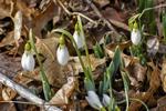 Spring's arrival is imminent. Here are a few garden tasks you should be doing right now