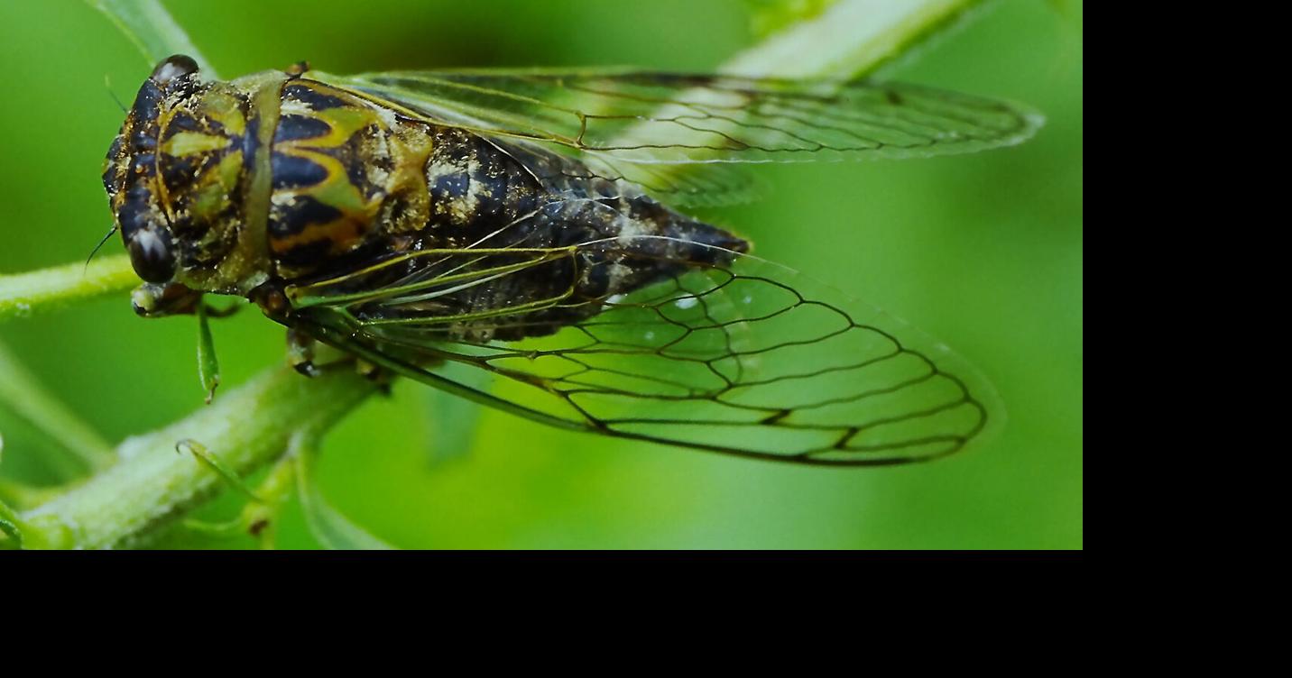 Why dog-day cicadas are the soundtrack of August