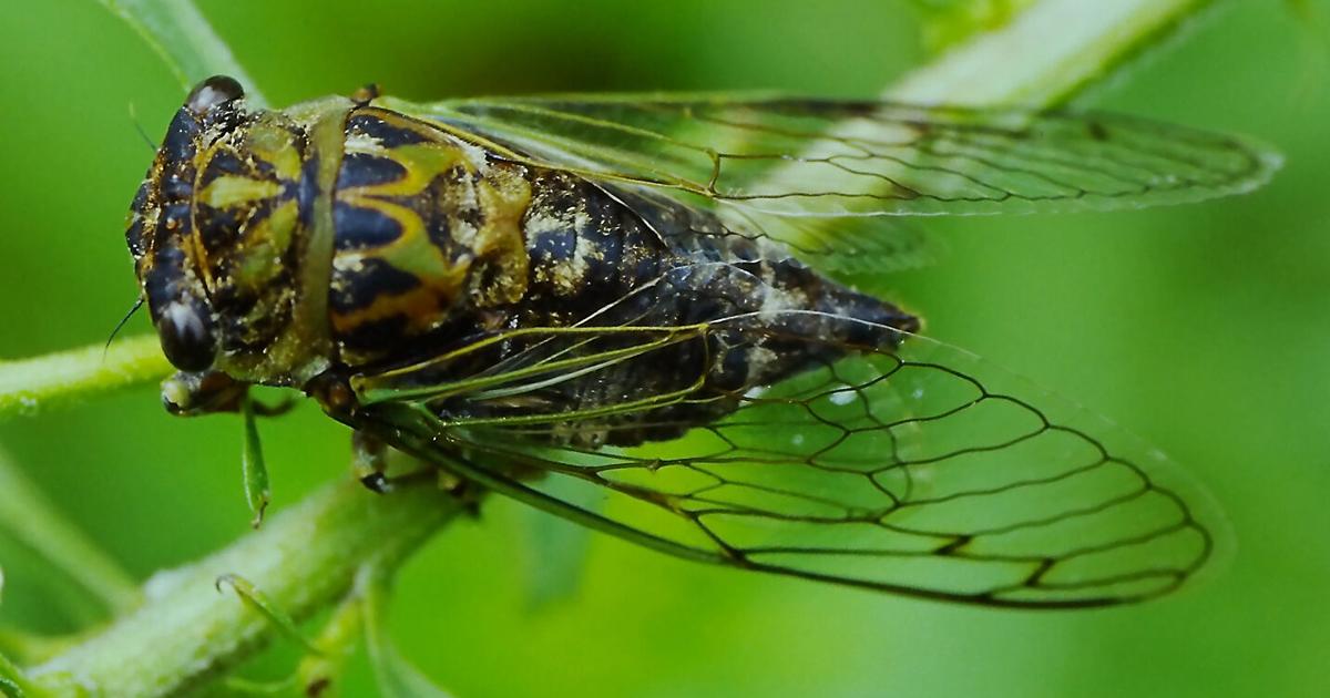 Why dog-day cicadas are the soundtrack of August