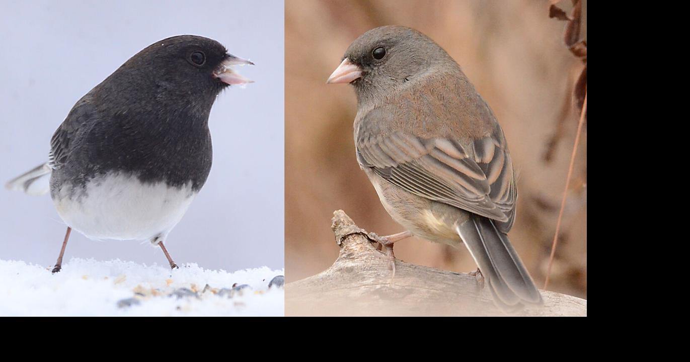 Composite photo of male and female dark-eyed juncos