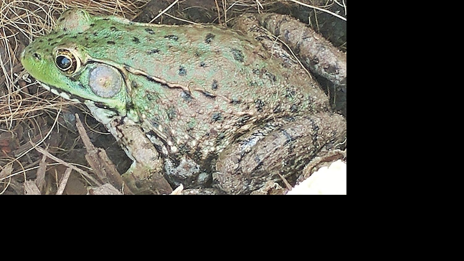 Thom Smith Naturewatch Is This A Green Frog In My Potted Plant Archives Berkshireeagle Com