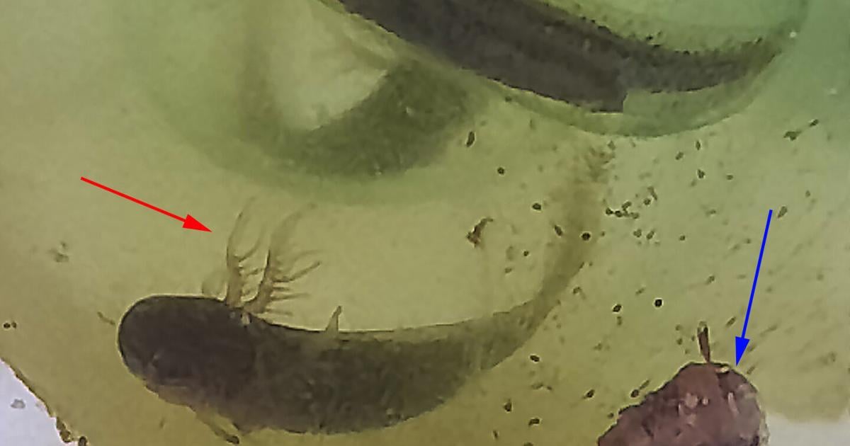 spotted salamander eggs
