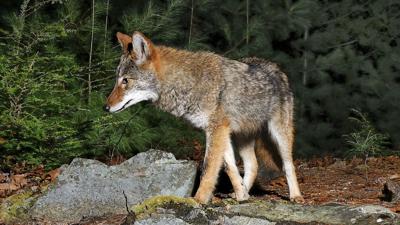 Coyote standing by rocks