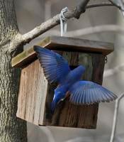 Thom Smith: Sparrow, wrens among bluebird house squatters