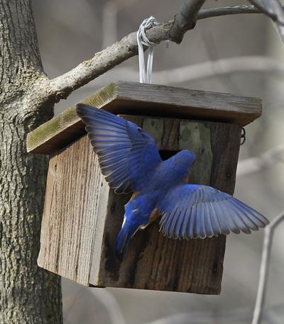 Thom Smith Sparrow Wrens Among Bluebird House Squatters Home Garden Berkshireeagle Com
