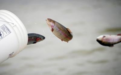 bucket throwing rainbow trout into lake