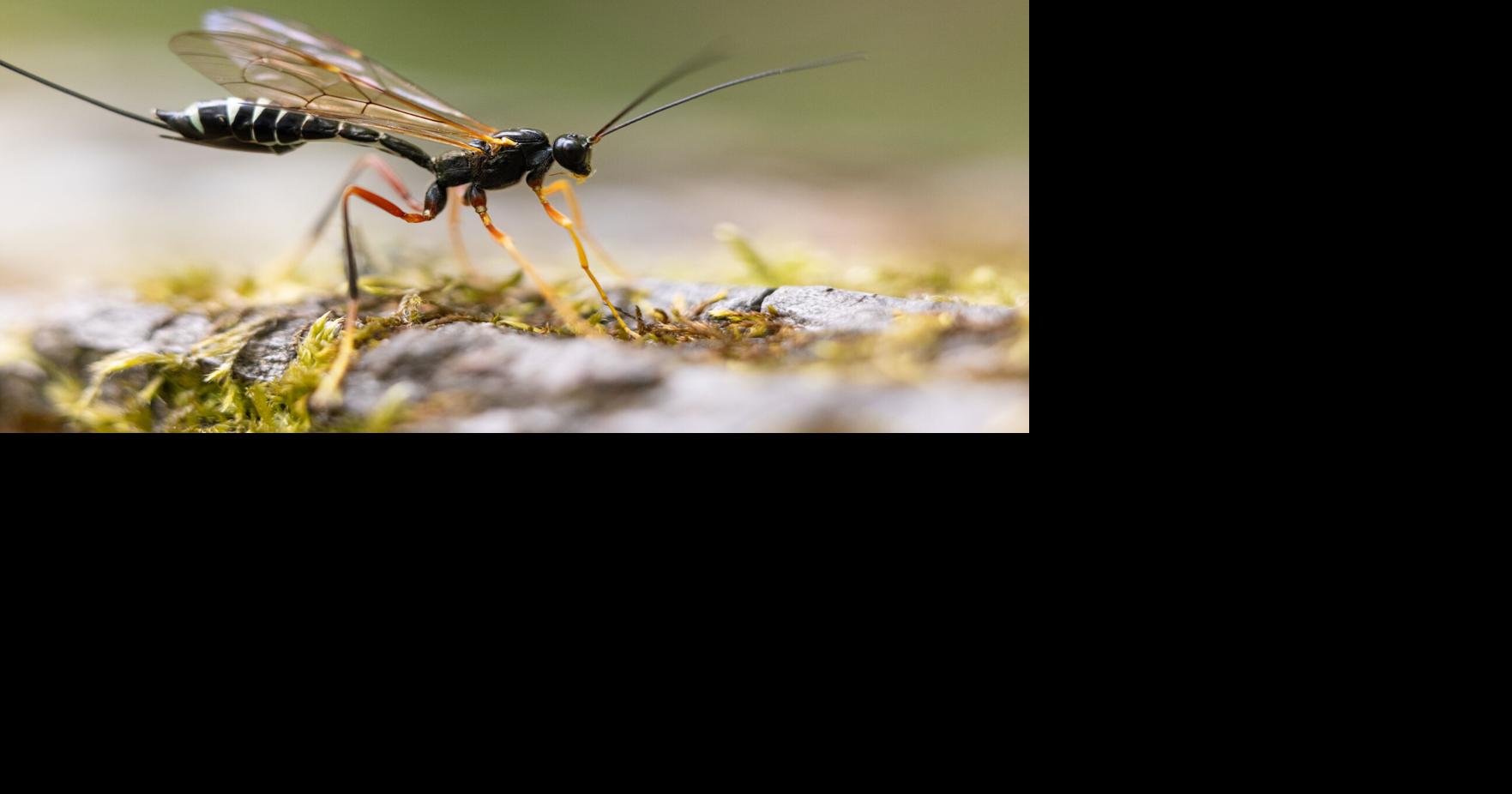 Can tiny wasps save Berkshire ash trees? Researchers hope to slow the emerald ash borer