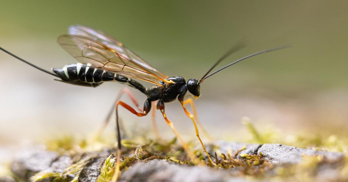 Can tiny wasps save Berkshire ash trees? Researchers hope to slow the emerald ash borer