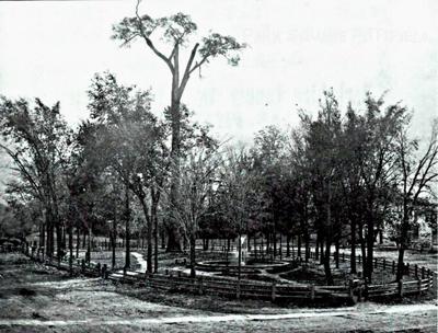 Old elm tree in Park Square (copy)