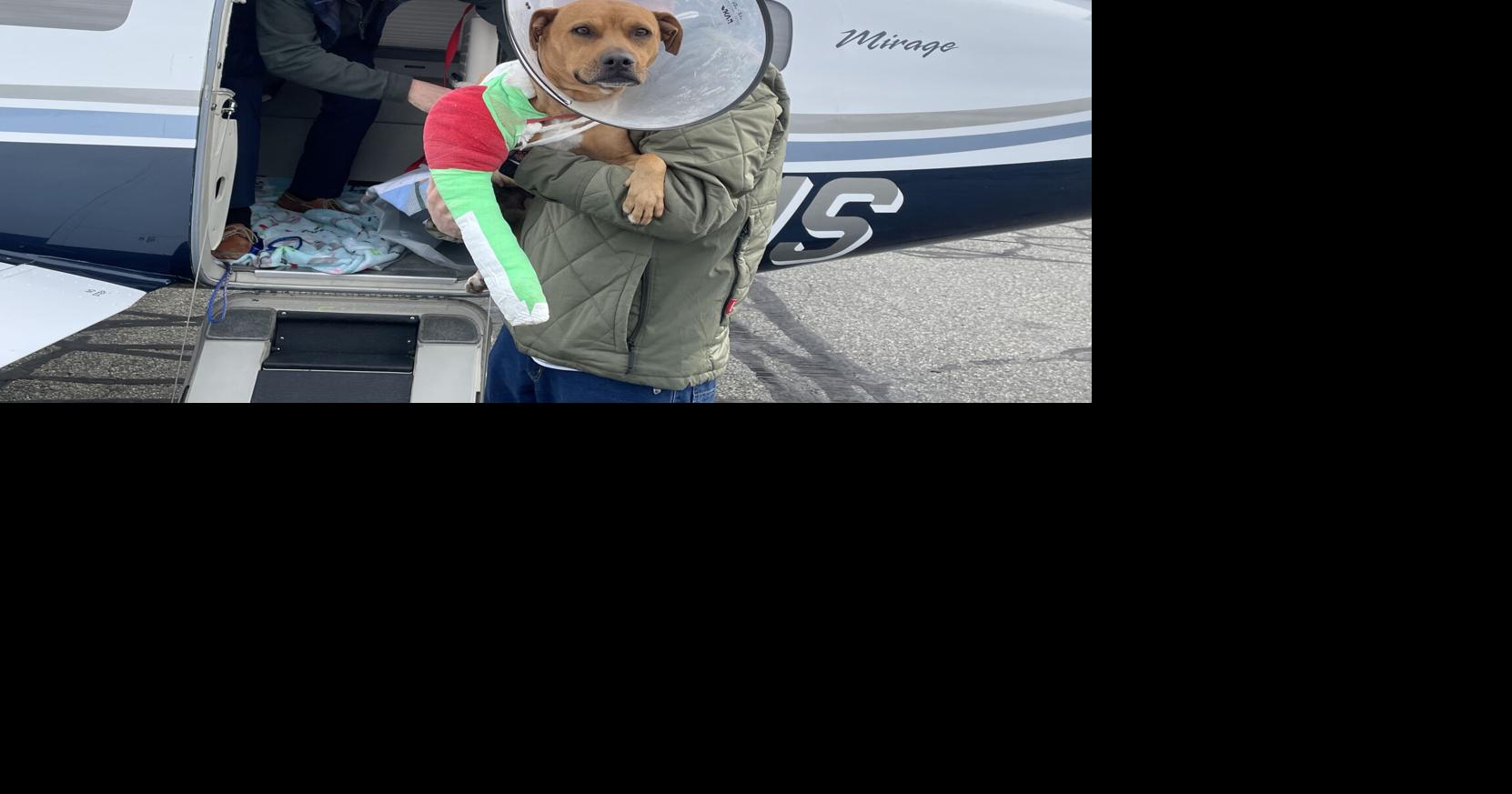 Facing illness and injury, these rescue dogs had little hope for a future. Then Kathy ‘Skippy’ Hynes stepped in | Local News