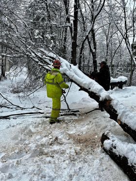Gulf road tree down