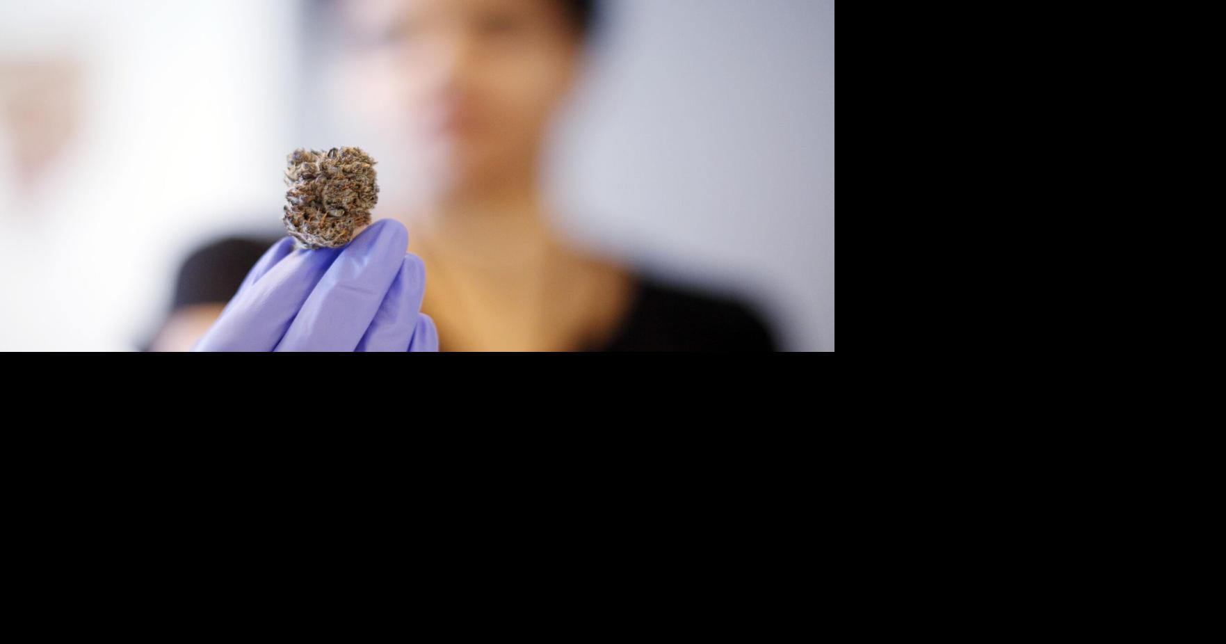 Word of the Week: Budtenders. Will Massachusetts expand legalized pot use or recriminalize it?