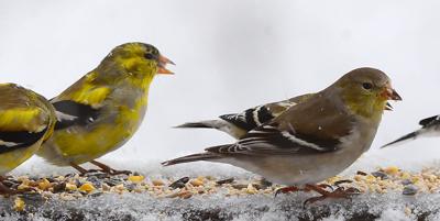 American gold finches