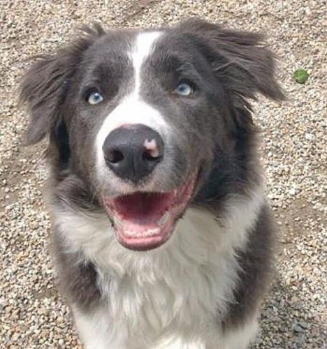 Need a spa day, play date or lodging for Spike or Socks?