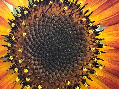 sunflower.jpg