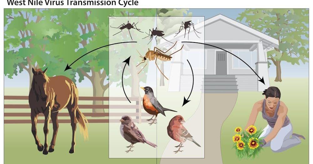 Berkshire County records first West Nile virus-positive mosquito sample of the year