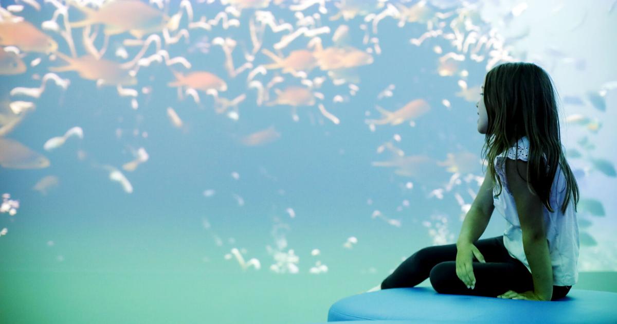Girl looking at fish tank