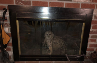 owl in fireplace 2021.png
