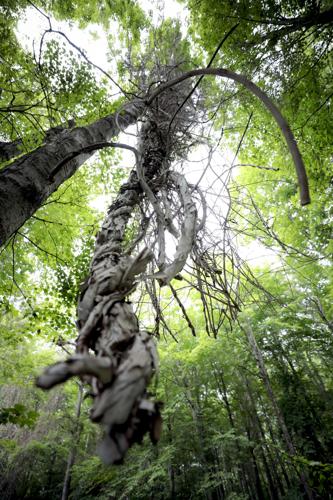 large, heavy, dead vine hangs from tree