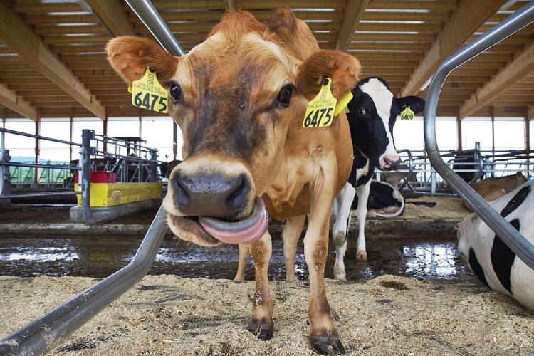 Once HyAcres Farm, dairy farm celebrates a revival as High Meadows of