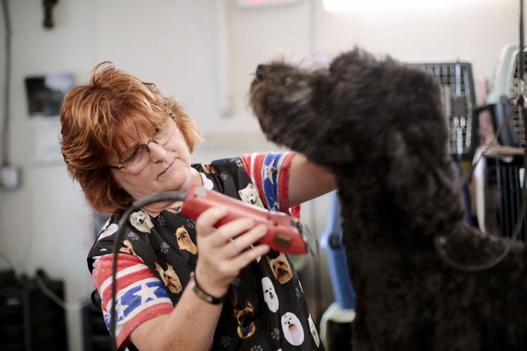 woman grooms black dog with clippers