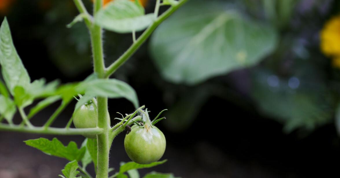 green cherry tomato on plant