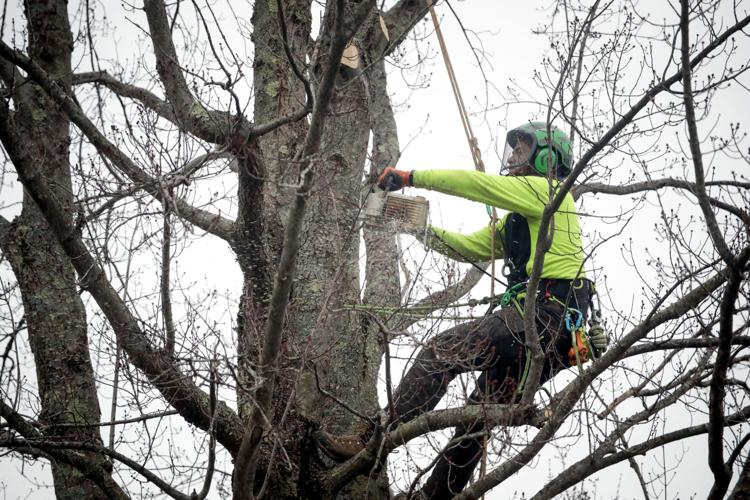 arborist uses chainsaw to cut branch in tree