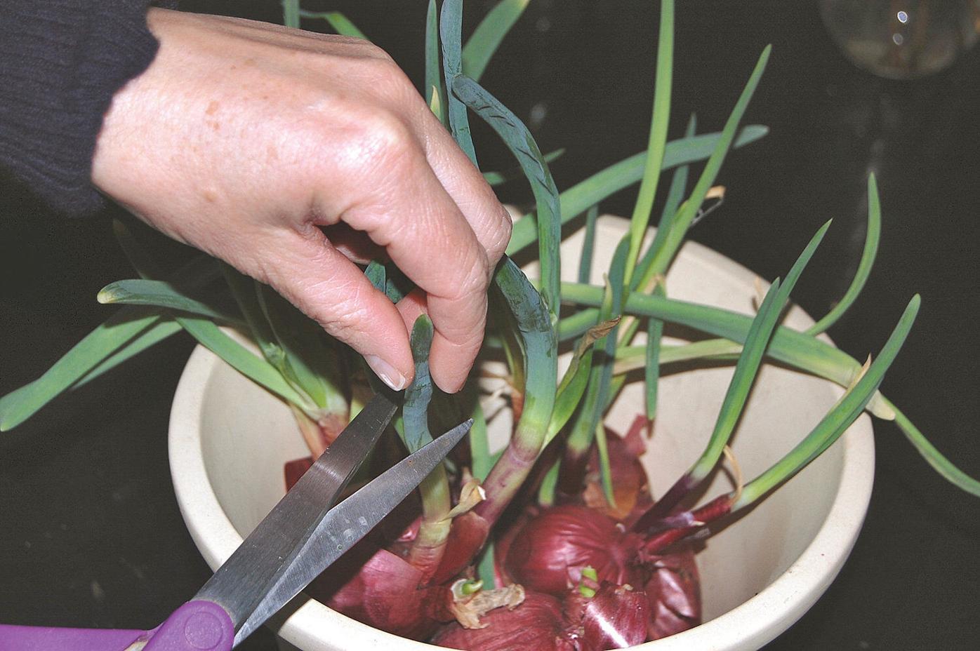 Ron Kujawski | Garden Journal: Don't throw away those onion ...
