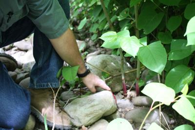 A man crouches to show off Japanese Knotweed (copy)