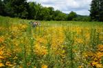 Want to turn your lawn into a native meadow? Here's how to do it without chemicals or plastics