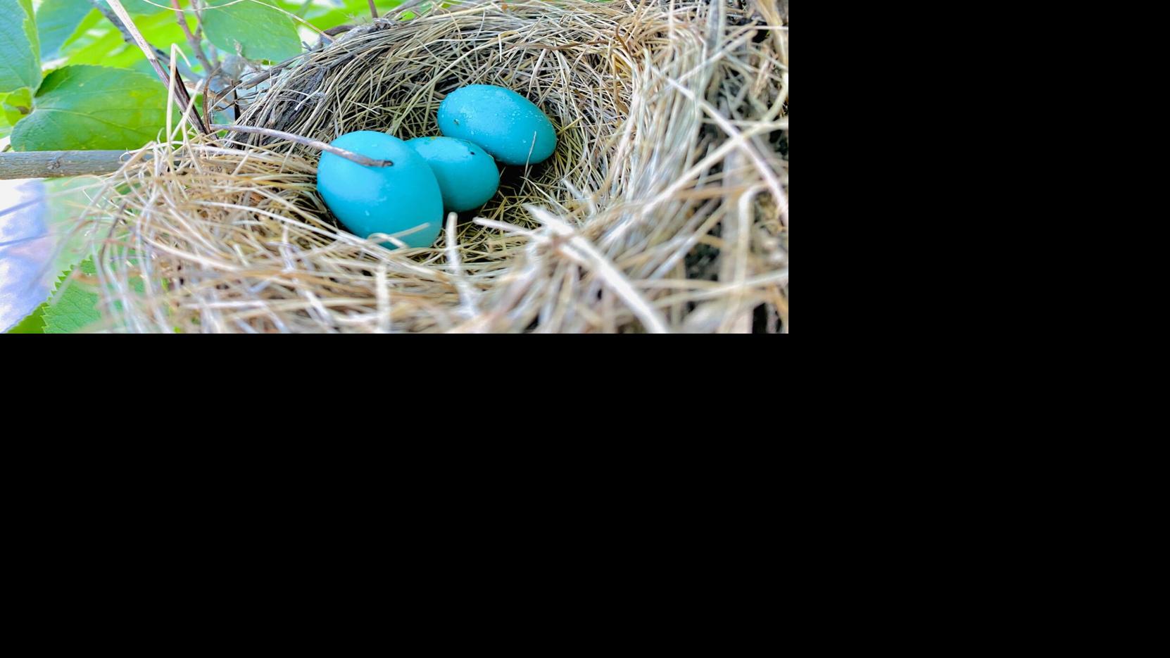 Thom Smith Naturewatch Robins Have Used A Nest Twice This Summer Could It Be The Same Pair Home Garden Berkshireeagle Com