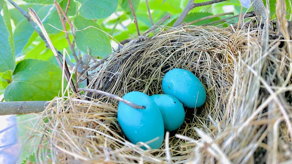 Thom Smith Naturewatch Robins Have Used A Nest Twice This Summer Could It Be The Same Pair Home Garden Berkshireeagle Com Thom Smith Naturewatch Robins Have Used A Nest Twice This Summer Could It Be The Same Pair Home Garden Berkshireeagle Com