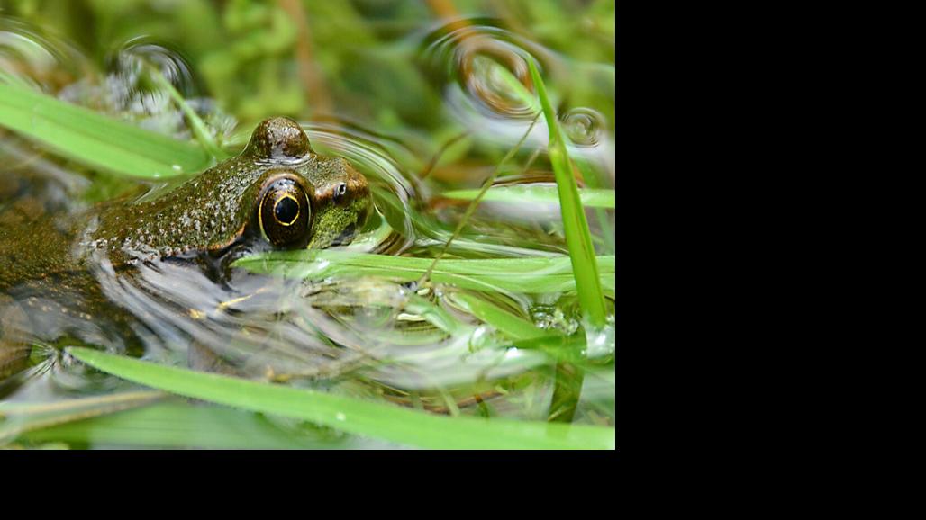 Green frogs' song heralds the arrival of summer
