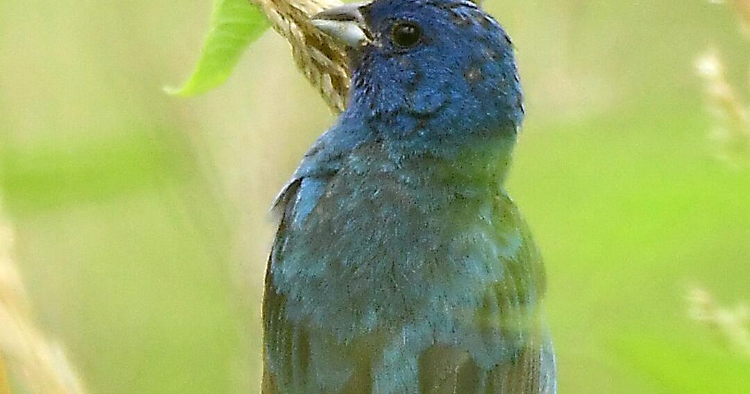 male indigo bunting