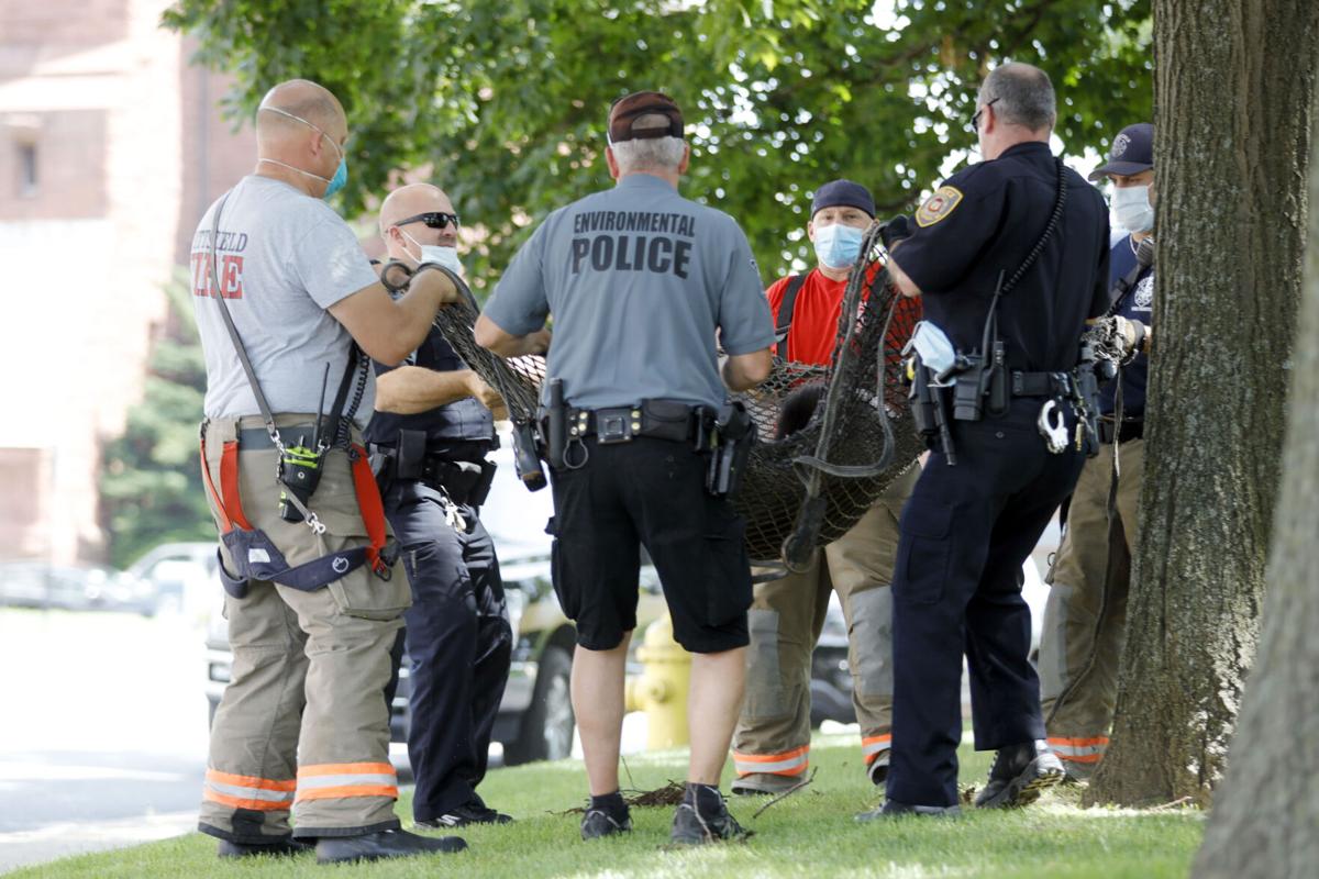 Gene Chague Berkshire Woods and Waters Busy days for the