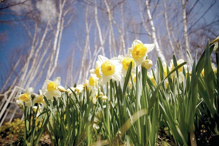 Bring home a part of Naumkeag's Daffodil and Tulip Festival Arts And
